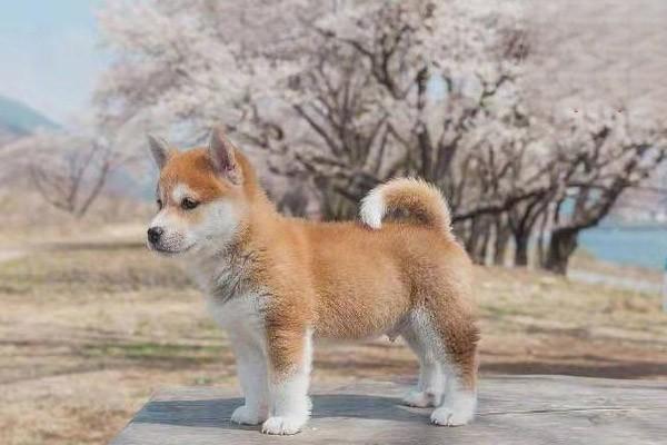 幼猫幼犬低血糖，主人应重视！