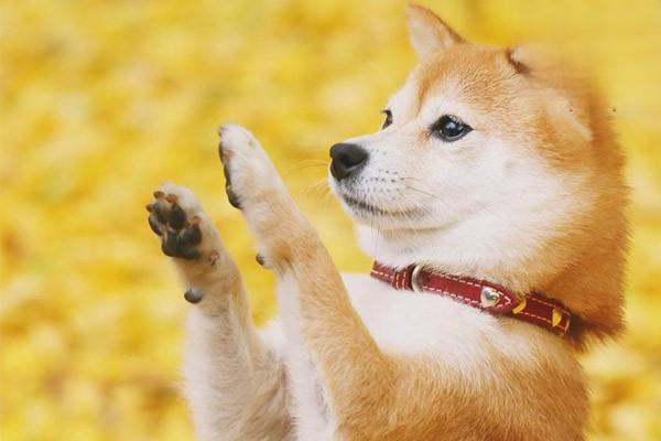 狗结石有什么症状 如何预防