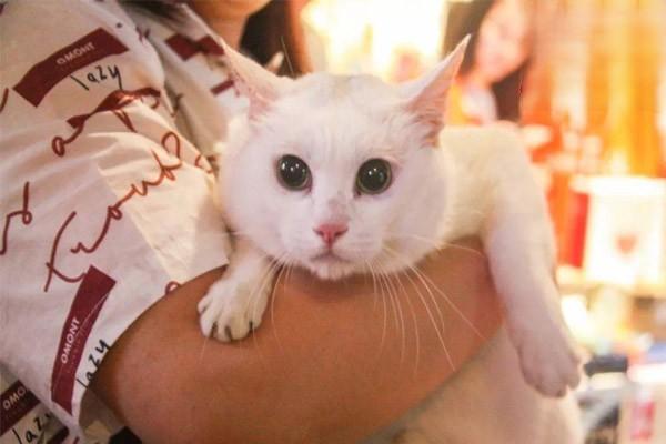 猫发烧怕冷是感冒了吗？