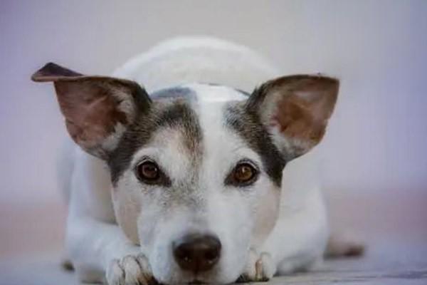 犬细小病毒病.jpg