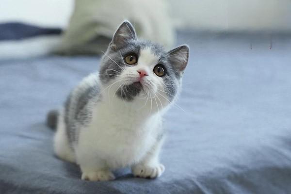 猫咪在春季容易得的疾病