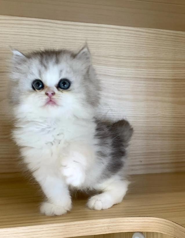 猫咪突然离世，我心碎难愈，后悔没早送医救她