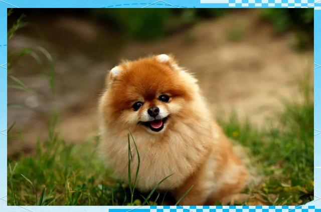 关于 “狐狸脸” 狗狗德国尖嘴犬，你想知道的都在这！