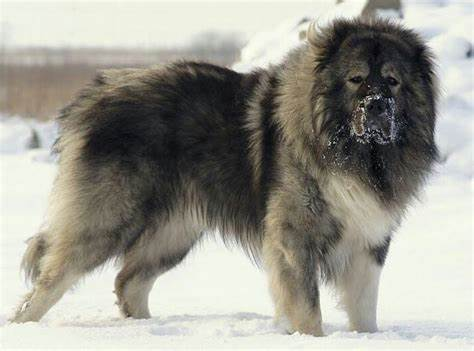 养高加索牧羊犬？先看看这篇大实话！