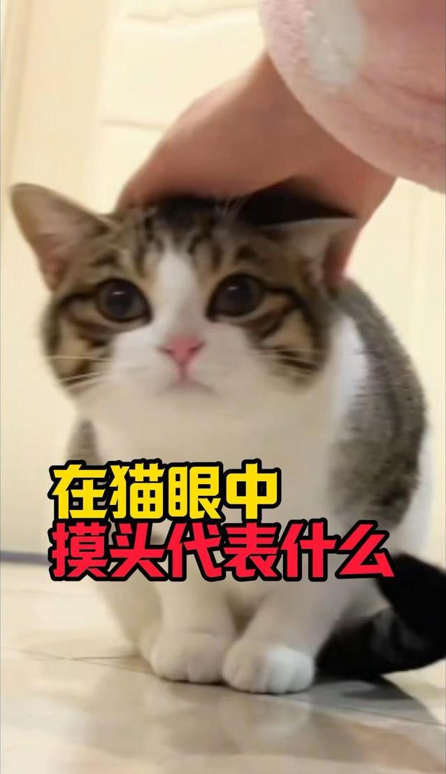 猫咪一见你难过就贴近？真相揭秘让人泪目