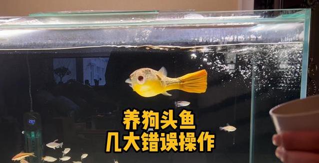 养狗头鱼新手踩坑，3大错误全中，鱼儿却不活泼？