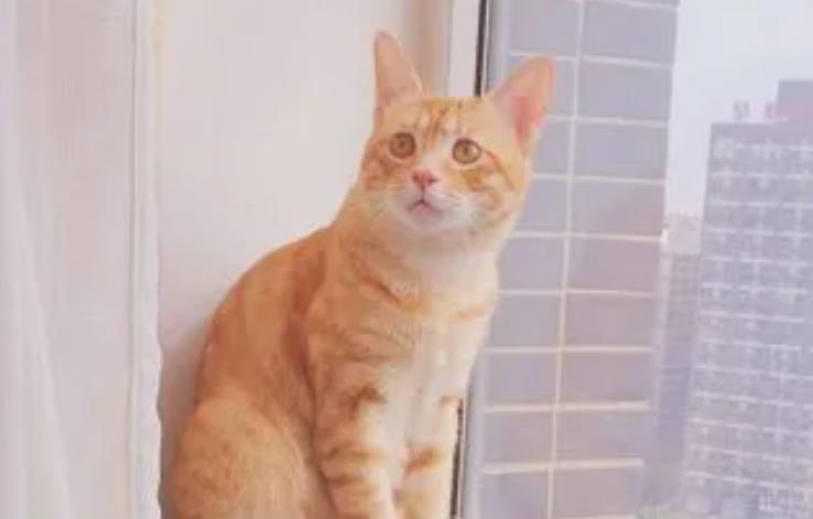 橘猫会做公交车，这其中的故事催人泪下