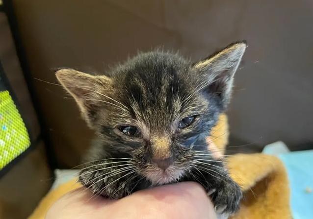 路边捡到小奶猫，医生说活不了，她却让它重生