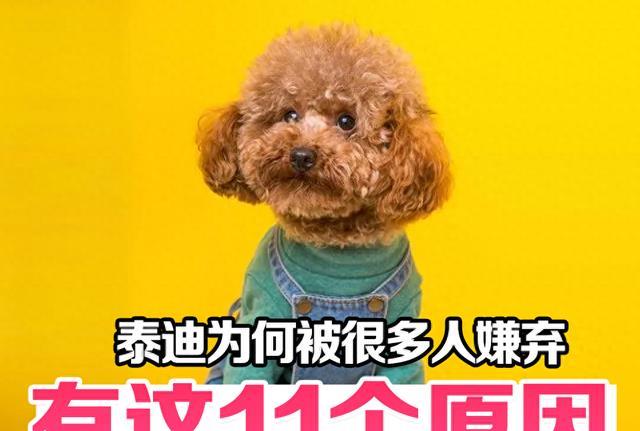 曾经“红极一时”的泰迪，为何被很多人嫌弃？这11个缺点太无奈！