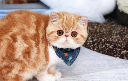养一只“加菲猫”，你会拥有一只最健康、寿命最长的宠物！