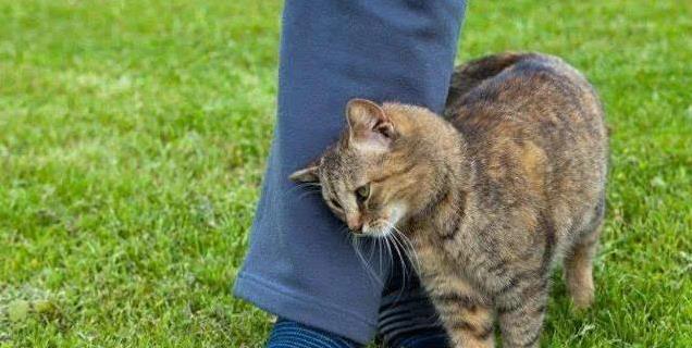 猫咪满屋疯跑还露肚皮，8个动作藏深情，你家猫中几招？