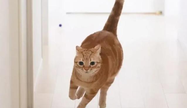 猫咪半夜跑酷吵翻天，偷喝你杯中水，你家猫中了几招？