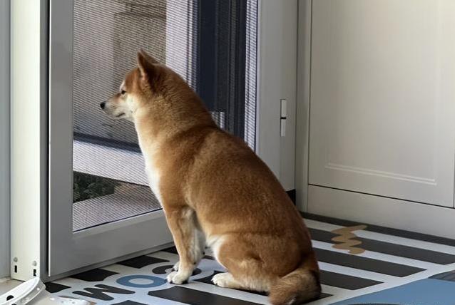 你家狗狗总跟着你？它在暗中守护你！这信号你看懂了吗？