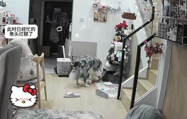 女生累到崩溃吼狗狗，边牧按下按钮说对不起，她瞬间泪崩
