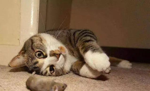 猫咪送蟑螂当礼物？9种行为暴露爱意，你家猫中几条？