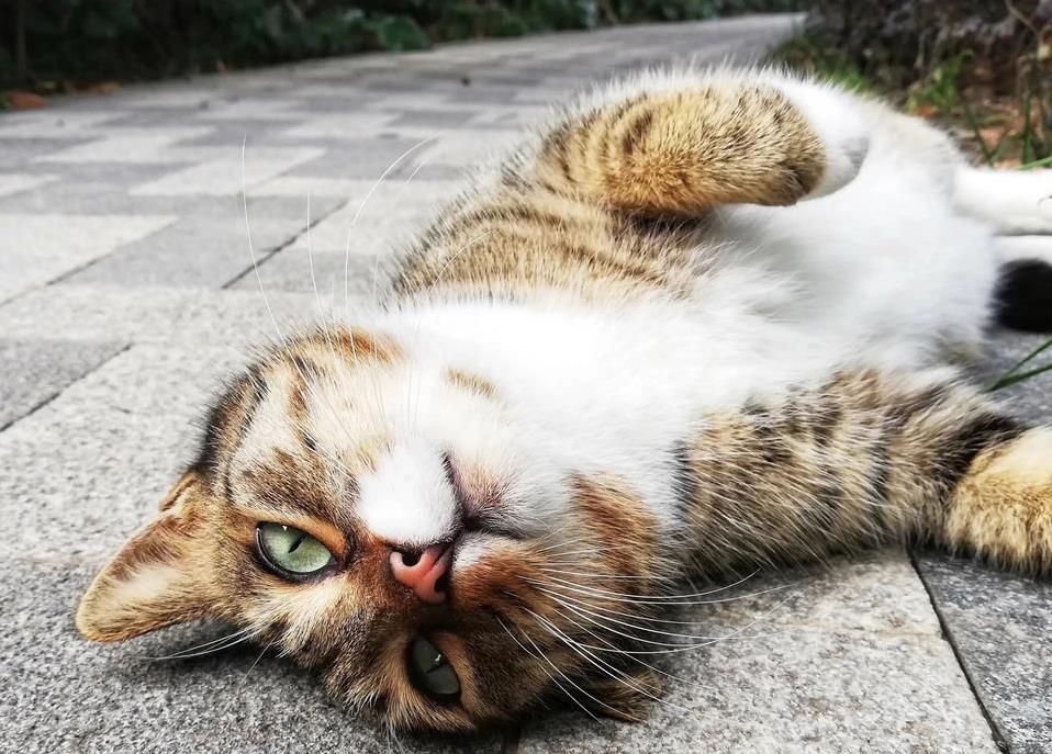 猫狗绝育省心又省事，乱叫乱跑全解决，你家毛孩做了吗？
