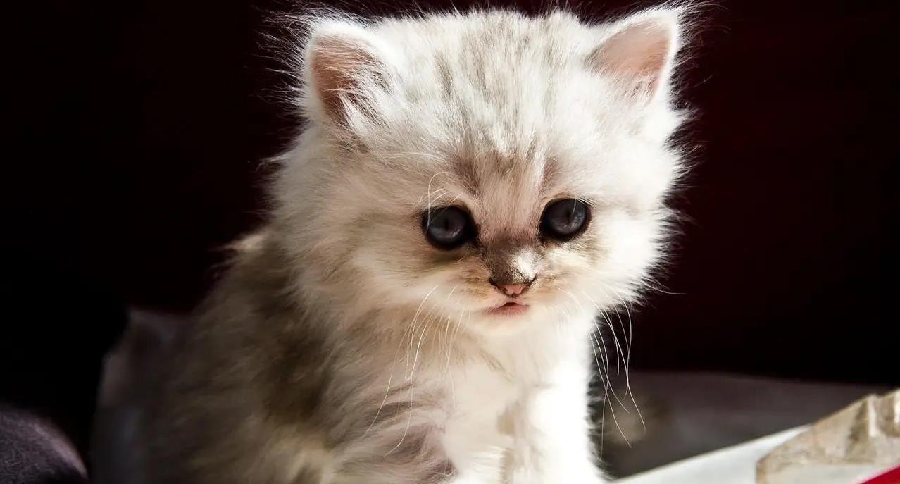 小猫出生闹翻天，十年后却成家人，谁能不爱这小家伙？