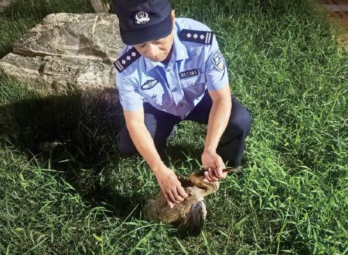 这只受伤大鸟很幸运