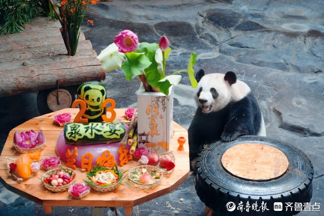 一桌“泉水宴”为“她”庆生，大熊猫“娅双”23岁啦！