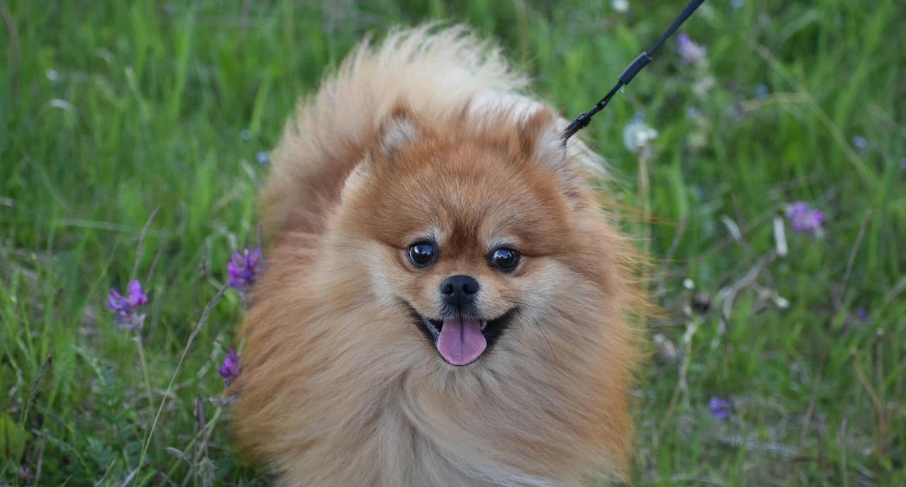 博美犬活力爆棚逗全家，毛发亮眼却藏小秘密，你敢养吗？