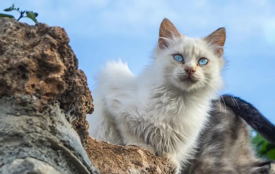 猫咪抓坏新沙发，主人却笑出声，这责任谁能抗？