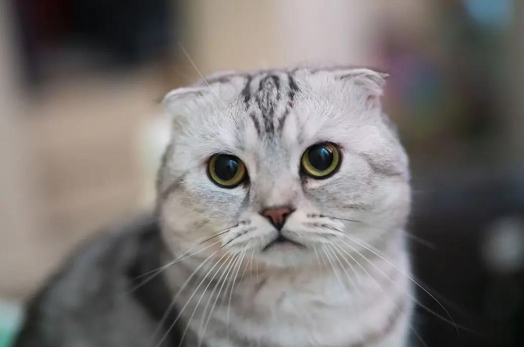 折耳猫萌翻全家，却藏健康隐患，你会照顾吗？