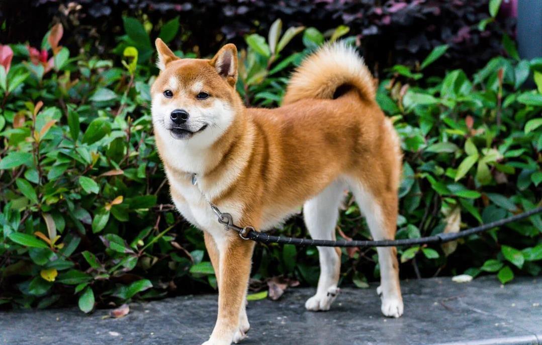 柴犬傲娇不听话，哈士奇拆家没商量，宠物生活乐趣多？