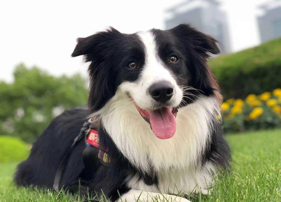 边境牧羊犬智破铁笼，活力满满带全家撒欢，你家狗狗行吗？