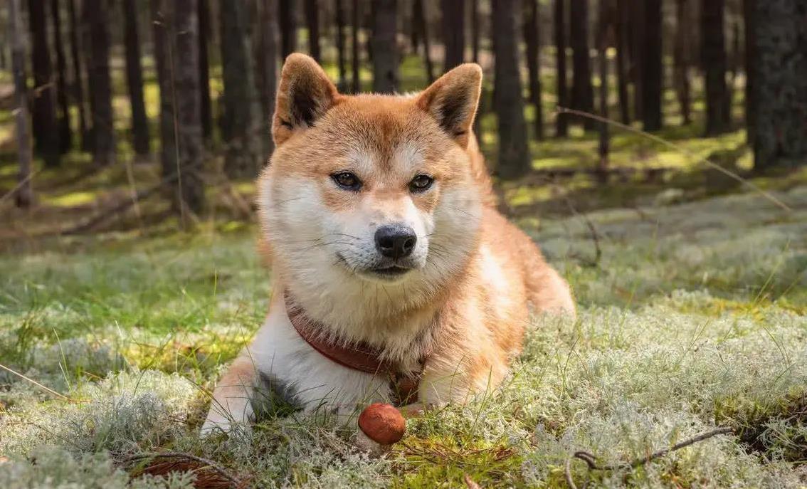 小豆柴超萌却难养？柴犬忠诚但倔强？你选哪只更省心