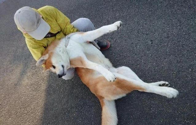秋田犬死抓栏杆拒洗澡，美容师一招搞定，它却爱上泡澡