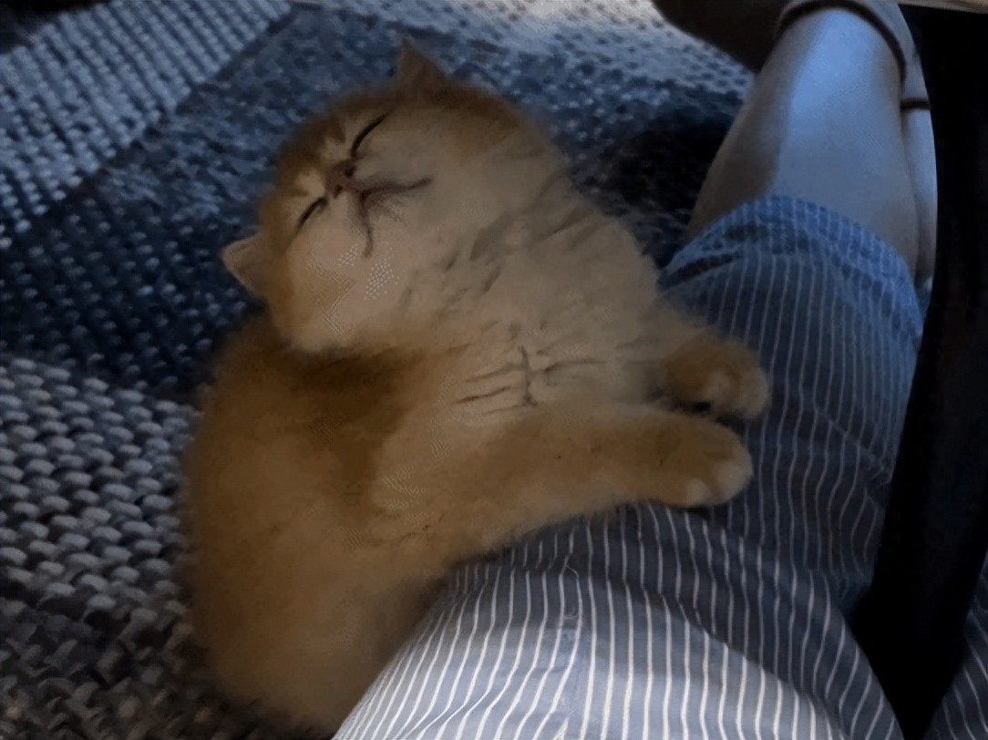 小姐姐称小奶猫像人，点开一看：这哪是猫，分明是小宝宝！