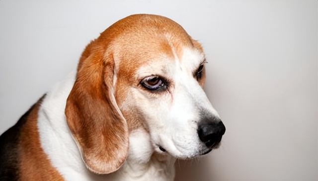 狗能识破主人的谎言吗？为了不失去信用，你应该这样做！