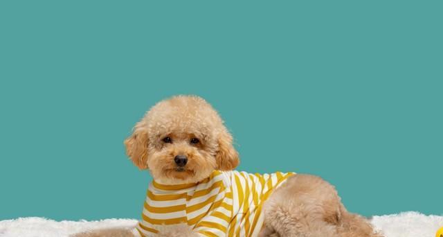 我家的小泰迪挺可怜的，抑郁症的女儿经常教训它，还向它发脾气!