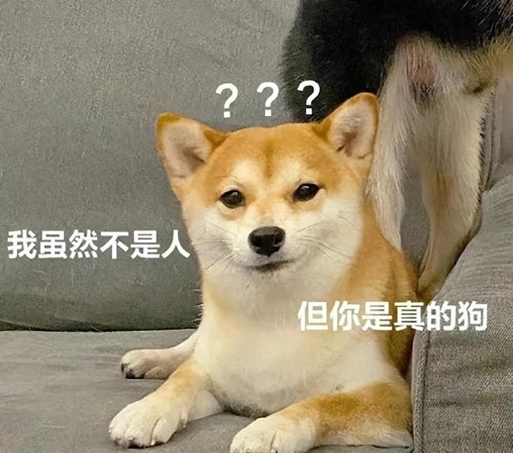 悄悄告诉你：很多人得了这几种“病”，都是因为养了狗！