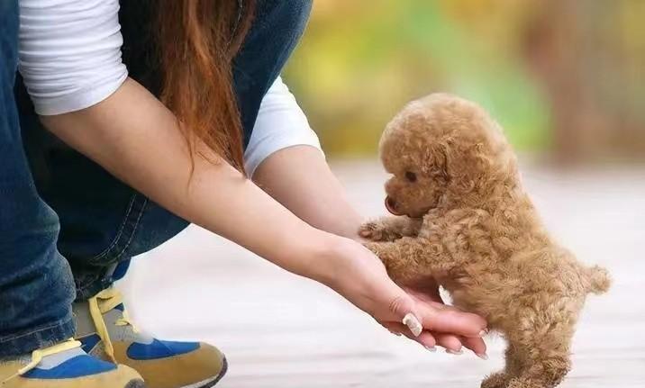 老人养猫的好处是什么？58岁阿姨感叹：猫咪治好了我的失眠