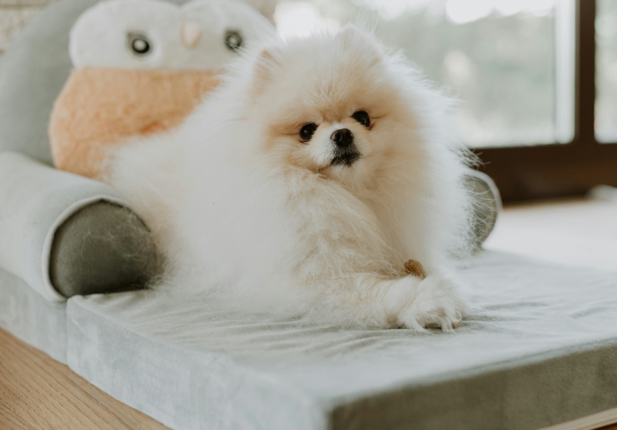 假如狗狗学会网购，购物车能笑“疯”铲屎官！