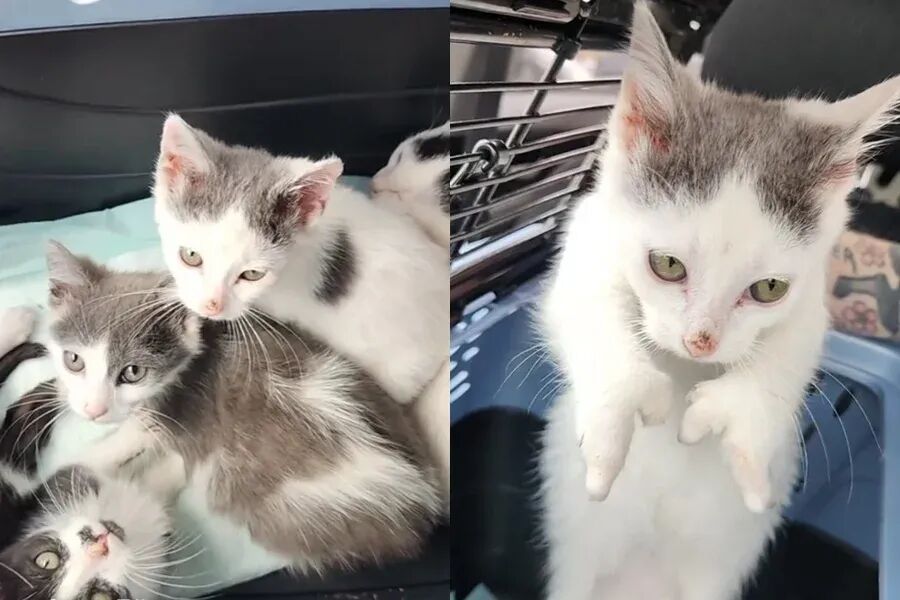 路边捡到整窝绝美短腿奶喵，收容所救援人员一抱发现其中竟有3只是畸形的：还好发现得及时