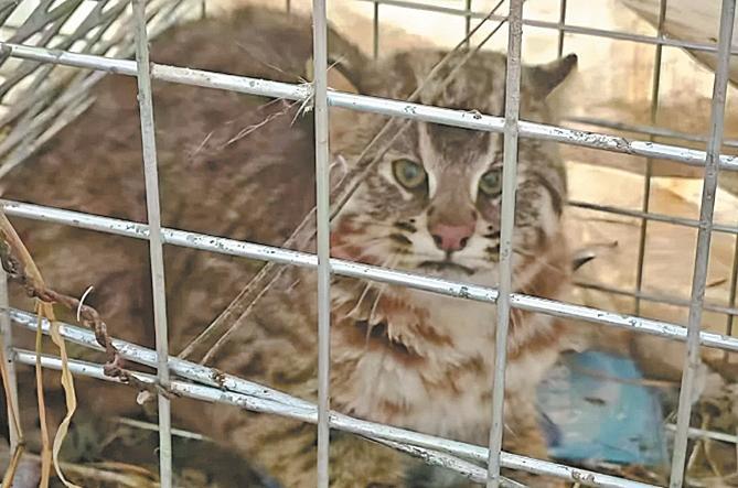 豹猫5个月“偷袭”百余只鸡鹅