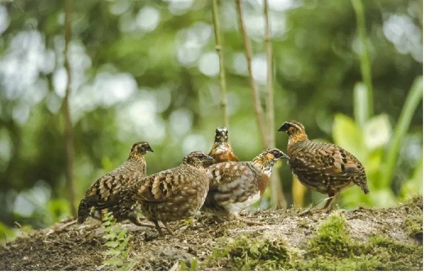 全国首张！珍稀濒危野生动物“四川山鹧鸪”获准人工繁育