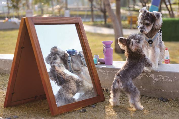 在这里，让“毛孩子”尽情撒野