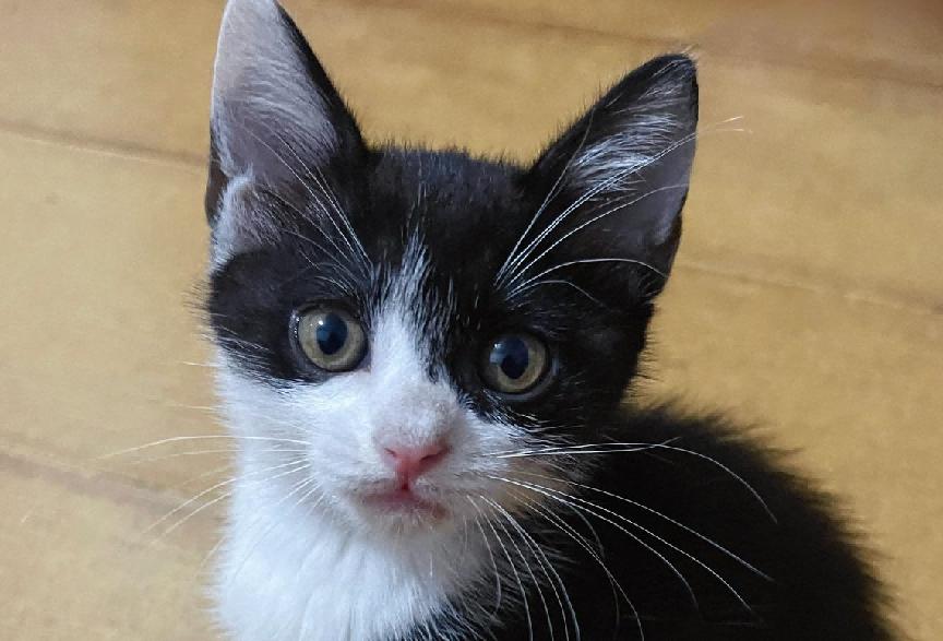 猫咪去邻居家玩，家长去接还赖着不想走，网友：像极了小时候的我