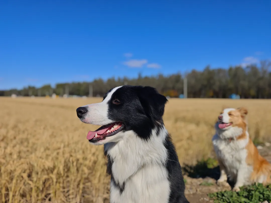 狗是狗，边牧是边牧，徐豆豆是徐豆豆