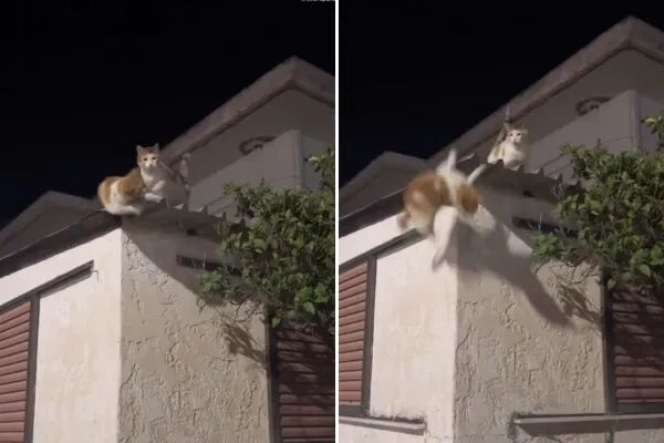 小姐姐看到两只猫兴奋地嘬嘬一声，结果其中一只橘白猫突然被同伴从屋顶推了下来，落地后它满脸傻眼：猫心险恶啊