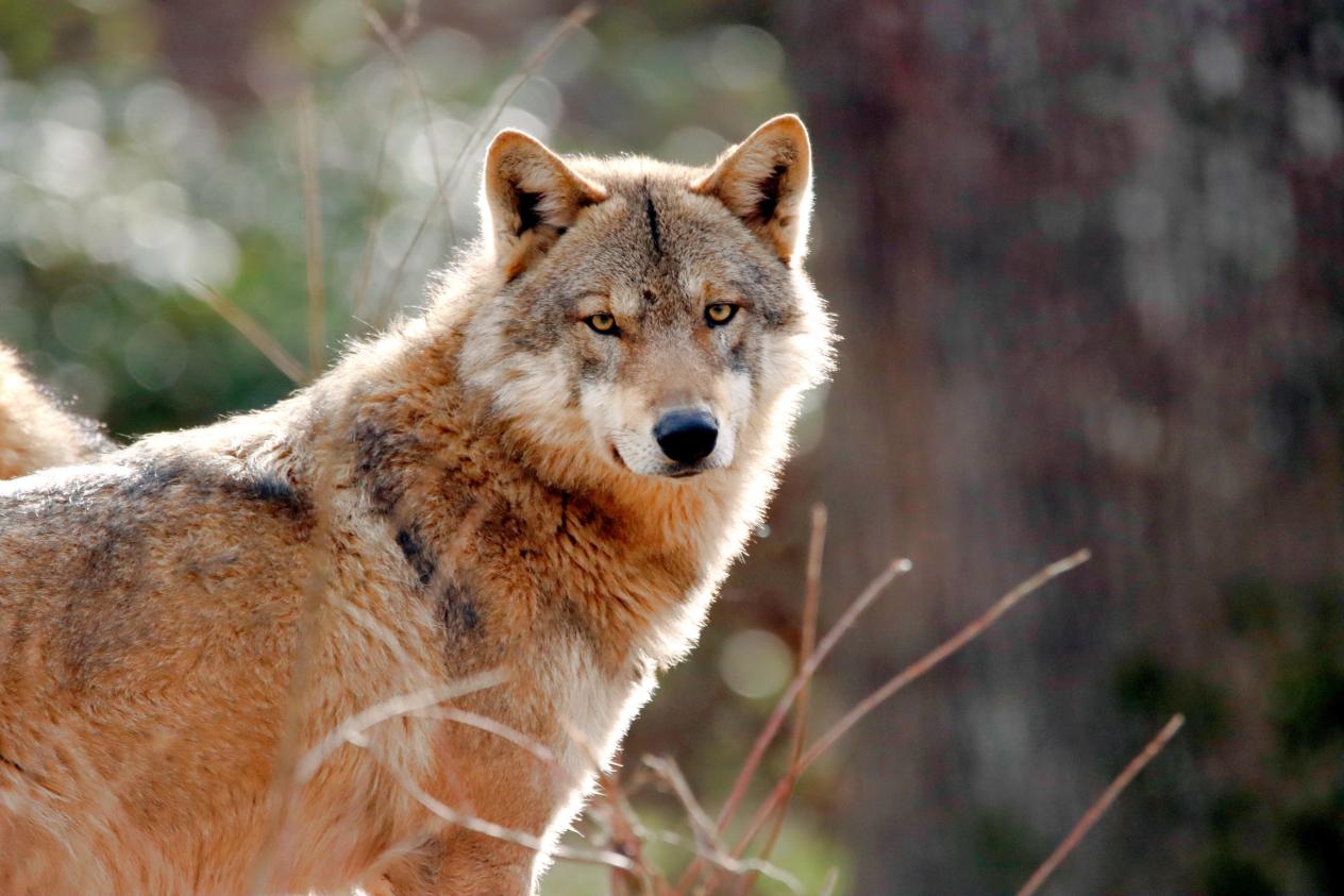 狼和狗大对比，区别原来那么多