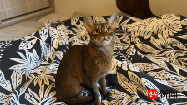 【官方征集令】紫牛新闻宠界频道“New宠星推官”招募计划！你的宝贝，C位出道！