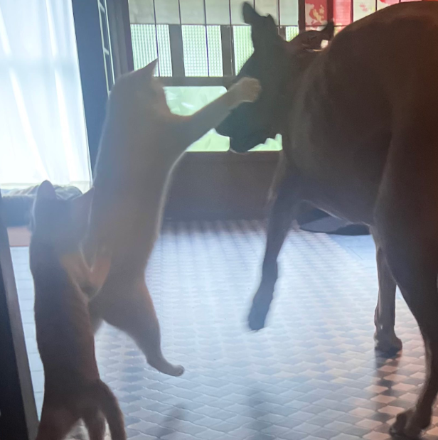 猫妈发现小猫开水龙头放一盆水，忙来收拾烂摊子，然后…“打它们一顿吧”