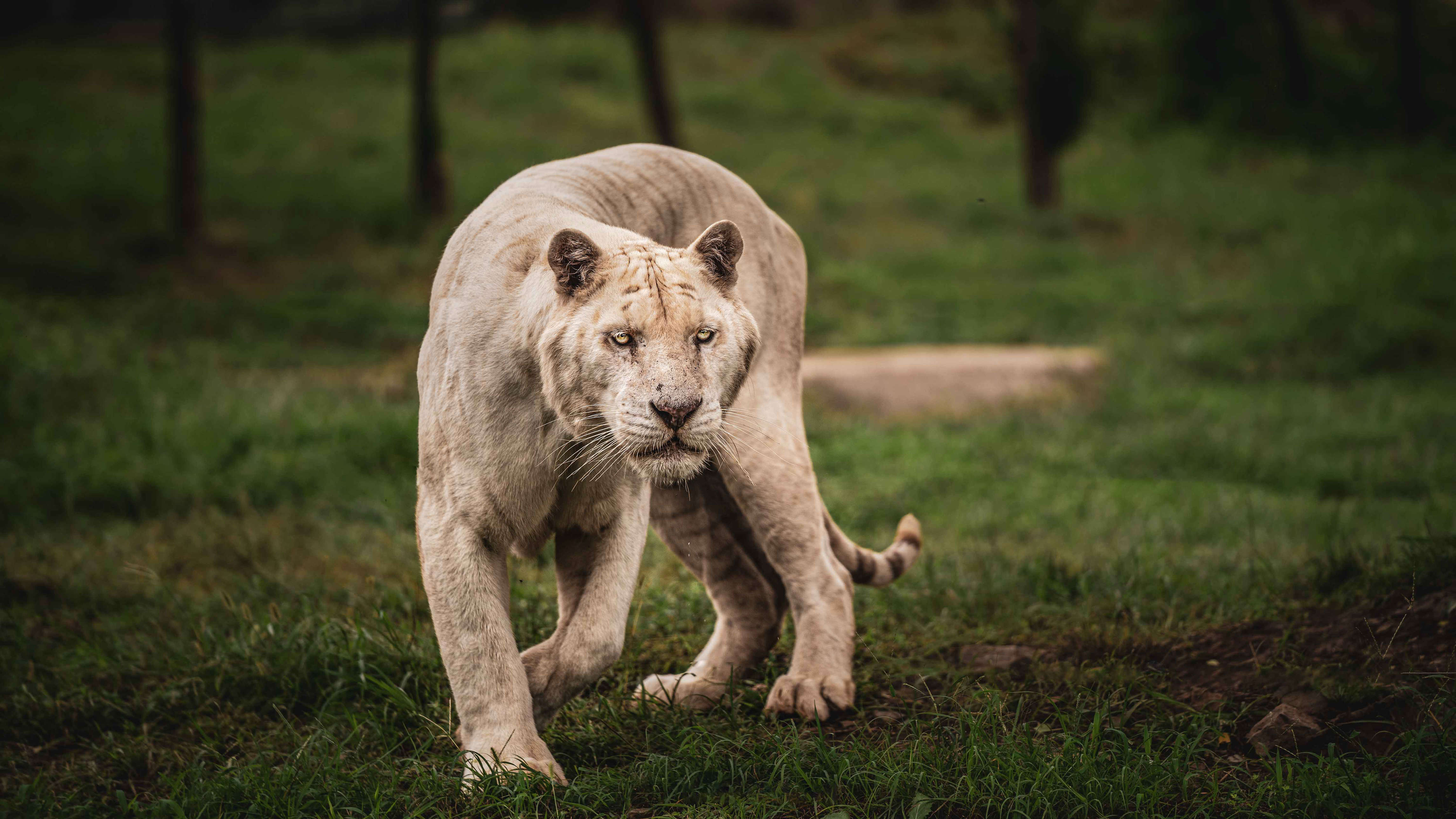 对猫科动物狮子，你了解多少？