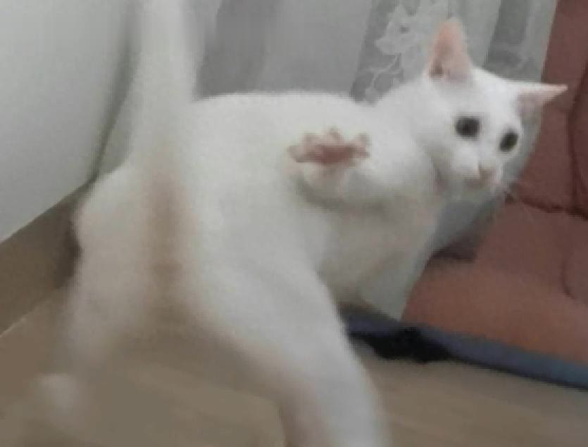 主人假装倒地，猫咪“啊”一声也倒下，果然猫随主人！