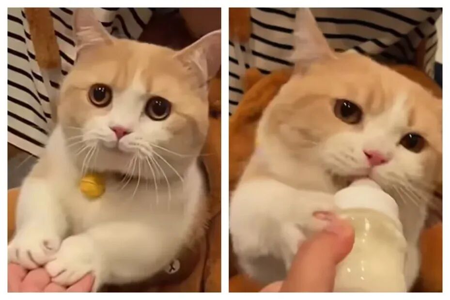 咖啡店碰见橘猫要奶喝，小家伙吃饱后，竟笑着把肉球放在小姐姐手上致谢：你人真好