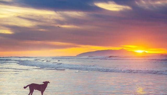 狗狗看颜色和人类看的是一样的吗？